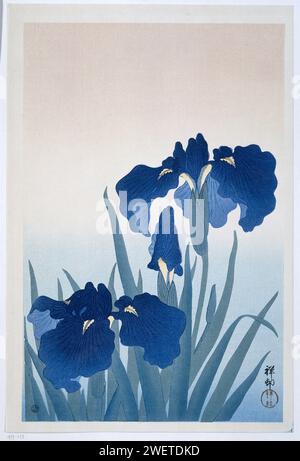 IRIS, Ohara Koson, 1925-1936 iris fleuris imprimé sur un fond doux en rouge, blanc et bleu. fleurs gravées sur bois couleur papier : iris Banque D'Images
