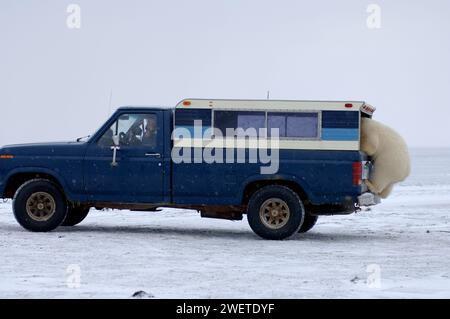 Ours polaire, Ursus maritimus, curieux regarde un camion d'observateurs de la faune, zone 1002 de l'Arctic National Wildlife refuge, Alaska Banque D'Images