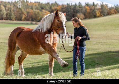 Une jeune femme adulte en formation de trick d'équitation avec son cheval de trait de sang froid noriker marron en automne à l'extérieur Banque D'Images