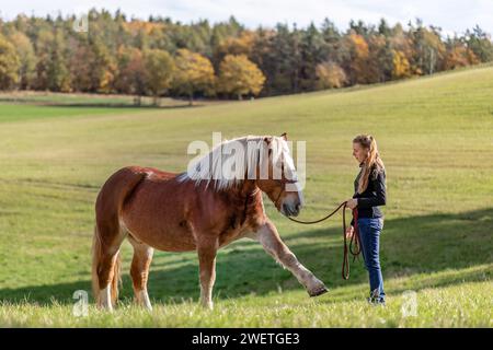 Une jeune femme adulte en formation de trick d'équitation avec son cheval de trait de sang froid noriker marron en automne à l'extérieur Banque D'Images