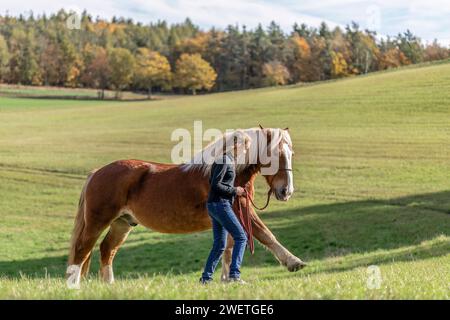 Une jeune femme adulte en formation de trick d'équitation avec son cheval de trait de sang froid noriker marron en automne à l'extérieur Banque D'Images