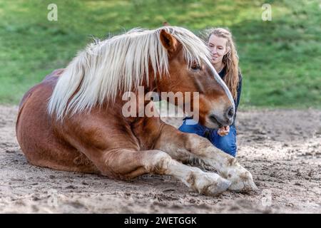 Une jeune femme adulte en formation de trick d'équitation avec son cheval de trait de sang froid noriker marron en automne à l'extérieur Banque D'Images