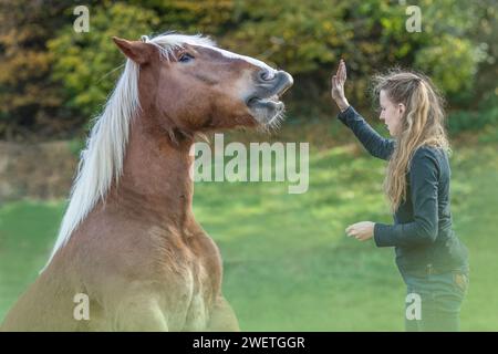 Une jeune femme adulte en formation de trick d'équitation avec son cheval de trait de sang froid noriker marron en automne à l'extérieur Banque D'Images