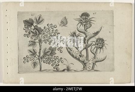 Aalbes et Mariadstel, Crispijn van de passe (i) (attribué à), d'après Crispijn van de passe (i), 1600 - 1604 estampe Aalbes (Ribes rubrum) et Mariadistel (Silybum Marianum), numérotés 45 et 46. Un papillon entre les deux. gravure sur papier plantes et herbes : chardon. insectes : papillon. fruits : groseille rouge. botany Banque D'Images
