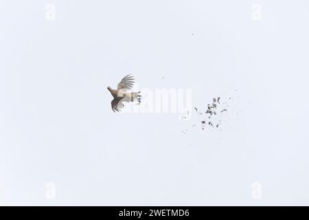 Faisan commun Phasianus colchicus, femelle adulte volant avec des plumes qui se détachent, après avoir été touché pendant le tir de gibier, Suffolk, Angleterre, janvier Banque D'Images