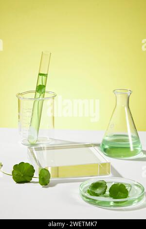 Scène pour la publicité cosmétique de l'extrait de gotu kola avec concept de laboratoire. Feuilles de gotu kola fraîches et essence décorées sur flacon erlenmeyer, test tu Banque D'Images