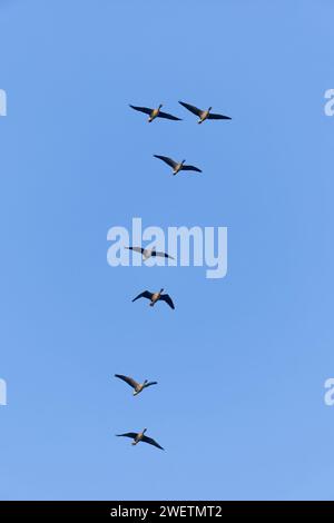 Oie à pieds roses Anser brachyrhynchus, 7 adultes volant, Norfolk, Angleterre, décembre Banque D'Images