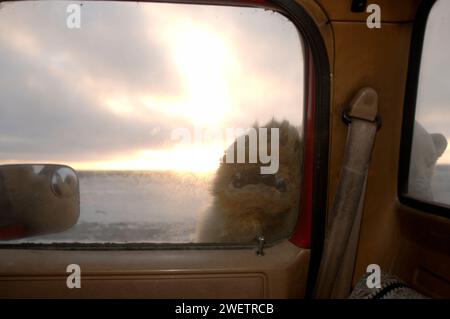 L'ours polaire, Ursus maritimus, regarde curieusement le camion, 1002 plaine côtière de l'Arctic National Wildlife refuge, Alaska Banque D'Images