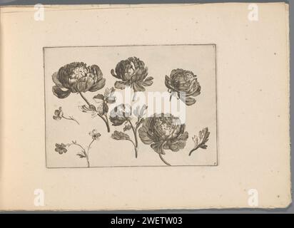 Pivoines, Gerard Valck (possible), 1670 - 1726 papier imprimé. gravure de corde plantes et herbes : pivoine Banque D'Images