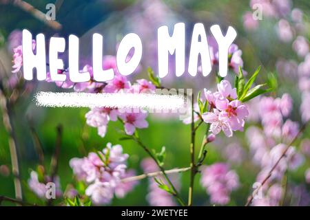 Bonjour mai - Printemps, fleurs roses fleurissant des brindilles. Le début de la saison Banque D'Images