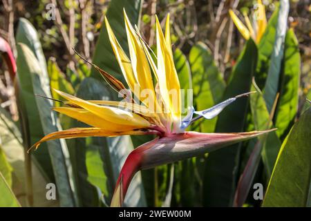 La variante jaune de Strelitzia, communément connue sous le nom de fleur d'oiseau du Paradis (Strelitzia reginae) Banque D'Images