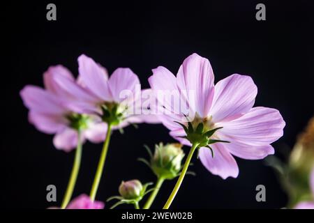 Fleurs Cosmos rose clair rétro-éclairées vues de derrière, sur fond noir. Banque D'Images