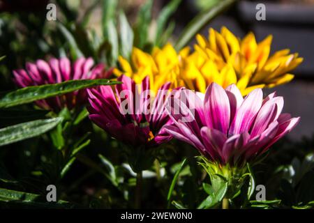 SideView d'une fleur rose et blanche de chrysanthum, avec plus de fleurs en jaune et orange en arrière-plan Banque D'Images