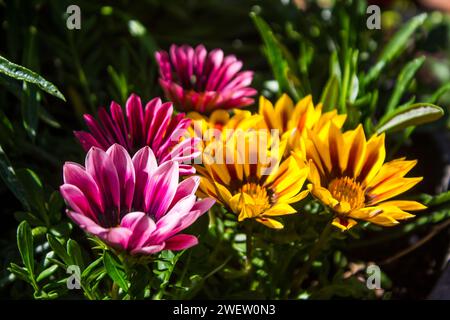 Les fleurs de couleur vive de deux hybrides différents de chrysanthème en pleine floraison Banque D'Images