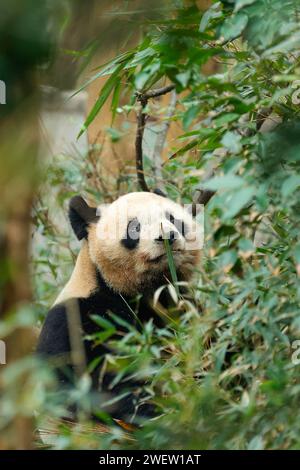 Chengdu, province chinoise du Sichuan. 17 janvier 2024. Yuan Meng, panda géant, mange à la base de recherche de Chengdu sur l'élevage de panda géants à Chengdu, dans la province du Sichuan, dans le sud-ouest de la Chine, le 17 janvier 2024. Crédit : Shen Bohan/Xinhua/Alamy Live News Banque D'Images