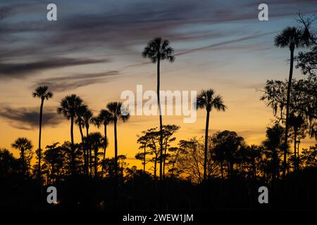 Silhouettes de palmiers contre un ciel coloré de coucher de soleil au PLAYERS Stadium course à Ponte Vedra Beach, Floride, à TPC Sawgrass. (ÉTATS-UNIS) Banque D'Images