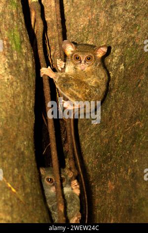 Deux individus de tarsius ou tarsier (Tarsius spectromgurskyae) dans la réserve naturelle de Tangkoko, Sulawesi du Nord, Indonésie. Tarsius est un genre des plus petits primates du monde, selon Arrijani (Département de biologie Faculté de mathématiques et Sciences naturelles, Universitas Negeri Manado) et Muhammad Rizki (Département de biologie, Faculté de mathématiques et Sciences naturelles, Universitas Palangka Raya) dans leur article de 2020 publié pour la première fois sur Biodiversitas (février 2020). « Les gens locaux les appellent par divers noms tels que tangkasi, fantômes de singe et petits singes », écrivent-ils. Banque D'Images