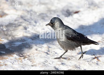 Un jackdaw se promène sur le sol enneigé dans un parc d'hiver. Banque D'Images