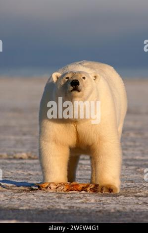 Ours polaire, Ursus maritimus, jouant avec une nageoire morse, 1002 plaine côtière de l'Arctic National Wildlife refuge, Alaska Banque D'Images