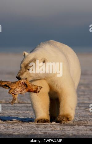 Ours polaire, Ursus maritimus, jouant avec une nageoire morse, 1002 plaine côtière de l'Arctic National Wildlife refuge, Alaska Banque D'Images