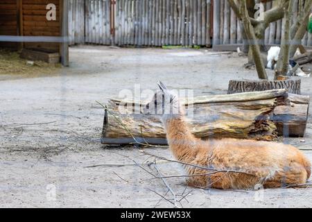 Un bébé lama repose dans le parc allongé sur le sable gris près d'un vieux tronc d'arbre abattu. Banque D'Images