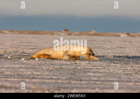 Ours polaire, Ursus maritimus, jouant avec une nageoire morse, 1002 plaine côtière de l'Arctic National Wildlife refuge, Alaska Banque D'Images