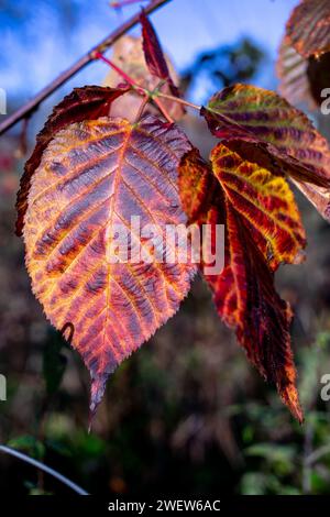 Photo en gros plan d'une belle feuille d'automne. Banque D'Images