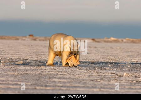 Ours polaire, Ursus maritimus, jouant avec une nageoire morse, 1002 plaine côtière de l'Arctic National Wildlife refuge, Alaska Banque D'Images