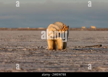 Ours polaire, Ursus maritimus, jouant avec une nageoire morse, 1002 plaine côtière de l'Arctic National Wildlife refuge, Alaska Banque D'Images