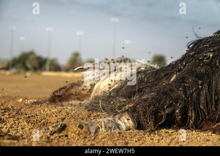Les troupeaux de mouche ovine (Lucilia sericata) nourrissent et pondent des œufs sur la carcasse d’un mouton (distemper). Les larves de mouches mangent le cadavre pourri, les décomposeurs. Pi Banque D'Images