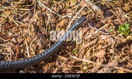 Polymorphisme de la couleur animale. Une forme intermédiaire rare de coloration additive (Vipera berus) du noir au morphe clair. Europe du Nord-est Banque D'Images