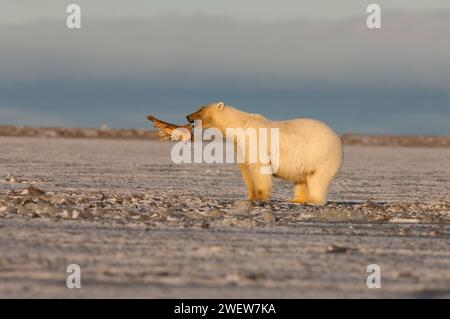 Ours polaire, Ursus maritimus, jouant avec une nageoire morse, 1002 plaine côtière de l'Arctic National Wildlife refuge, Alaska Banque D'Images