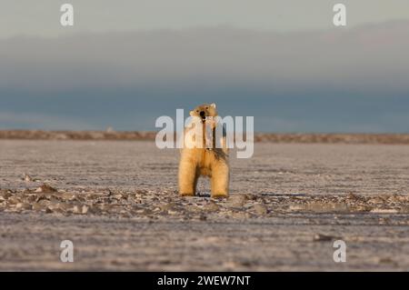 Ours polaire, Ursus maritimus, jouant avec une nageoire morse, 1002 plaine côtière de l'Arctic National Wildlife refuge, Alaska Banque D'Images