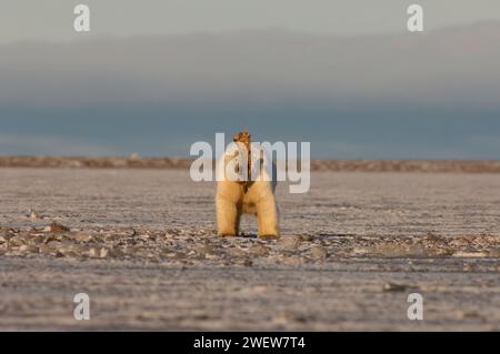 Ours polaire, Ursus maritimus, jouant avec une nageoire morse, 1002 plaine côtière de l'Arctic National Wildlife refuge, Alaska Banque D'Images