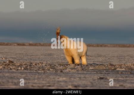 Ours polaire, Ursus maritimus, jouant avec une nageoire morse, 1002 plaine côtière de l'Arctic National Wildlife refuge, Alaska Banque D'Images