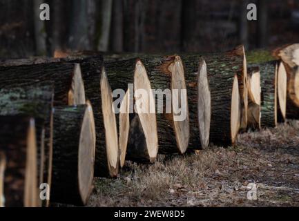 Dresde, Allemagne. 25 janvier 2024. Les troncs de chêne se trouvent les uns à côté des autres dans une zone boisée de la Dresdner Heide à l'occasion de la 25e vente aux enchères de scierie et de bois 2024. Les grumes de valeur provenant de forêts gérées de manière durable en Saxe sont vendues aux enchères lors de la vente aux enchères de bois. Crédit : Robert Michael/dpa/Alamy Live News Banque D'Images