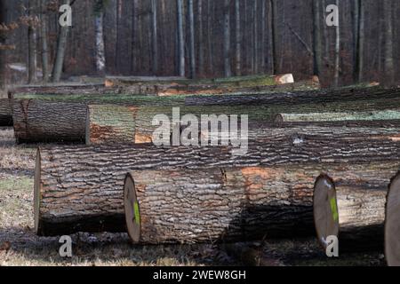 Dresde, Allemagne. 25 janvier 2024. Les troncs de chêne se trouvent les uns à côté des autres dans une zone boisée de la Dresdner Heide à l'occasion de la 25e vente aux enchères de scierie et de bois 2024. Les grumes de valeur provenant de forêts gérées de manière durable en Saxe sont vendues aux enchères lors de la vente aux enchères de bois. Crédit : Robert Michael/dpa/Alamy Live News Banque D'Images