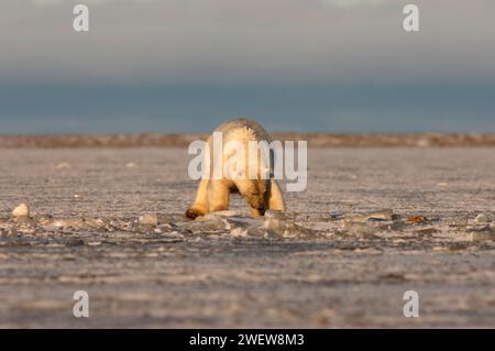 Ours polaire, Ursus maritimus, jouant avec une nageoire morse, 1002 plaine côtière de l'Arctic National Wildlife refuge, Alaska Banque D'Images