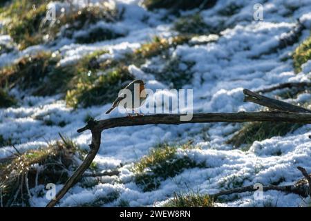 robin oiseau sur la branche dans la réserve naturelle Banque D'Images