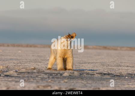 Ours polaire, Ursus maritimus, jouant avec une nageoire morse, 1002 plaine côtière de l'Arctic National Wildlife refuge, Alaska Banque D'Images