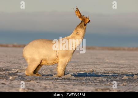 Ours polaire, Ursus maritimus, jouant avec une nageoire morse, 1002 plaine côtière de l'Arctic National Wildlife refuge, Alaska Banque D'Images