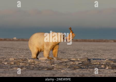 Ours polaire, Ursus maritimus, jouant avec une nageoire morse, 1002 plaine côtière de l'Arctic National Wildlife refuge, Alaska Banque D'Images