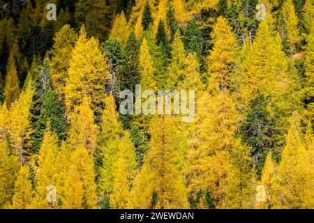 Mélèzes et pins colorés sur les pentes de la montagne Piz Cunturines au col de Valparola en automne. Banque D'Images