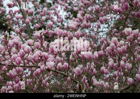 Floraison abondante de fleurs roses de magnolia ou soucoupe chinoise, Magnolia x soulangeana, début du printemps, fond rose floral naturel. Banque D'Images