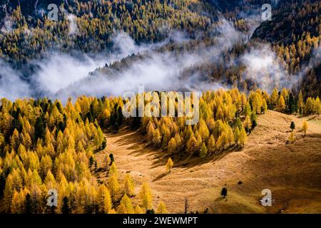 Mélèzes et pins colorés, entourant un pâturage alpin, brouillard et nuages couvrant la forêt au loin en automne. Banque D'Images