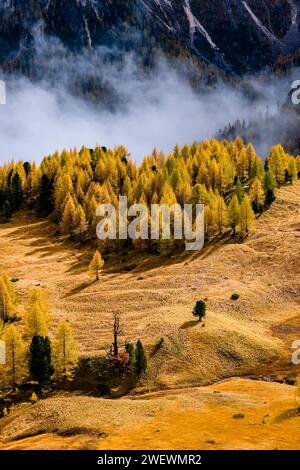 Mélèzes et pins colorés, entourant un pâturage alpin, brouillard et nuages couvrant la forêt au loin en automne. Banque D'Images