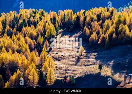 Mélèzes et pins colorés, entourant un pâturage alpin en automne. Banque D'Images