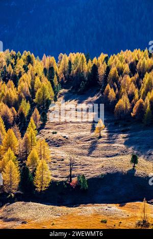 Mélèzes et pins colorés, entourant un pâturage alpin en automne. Banque D'Images