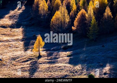 Mélèzes et pins colorés, entourant un pâturage alpin en automne. Banque D'Images