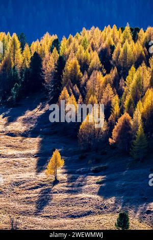 Mélèzes et pins colorés, entourant un pâturage alpin en automne. Banque D'Images